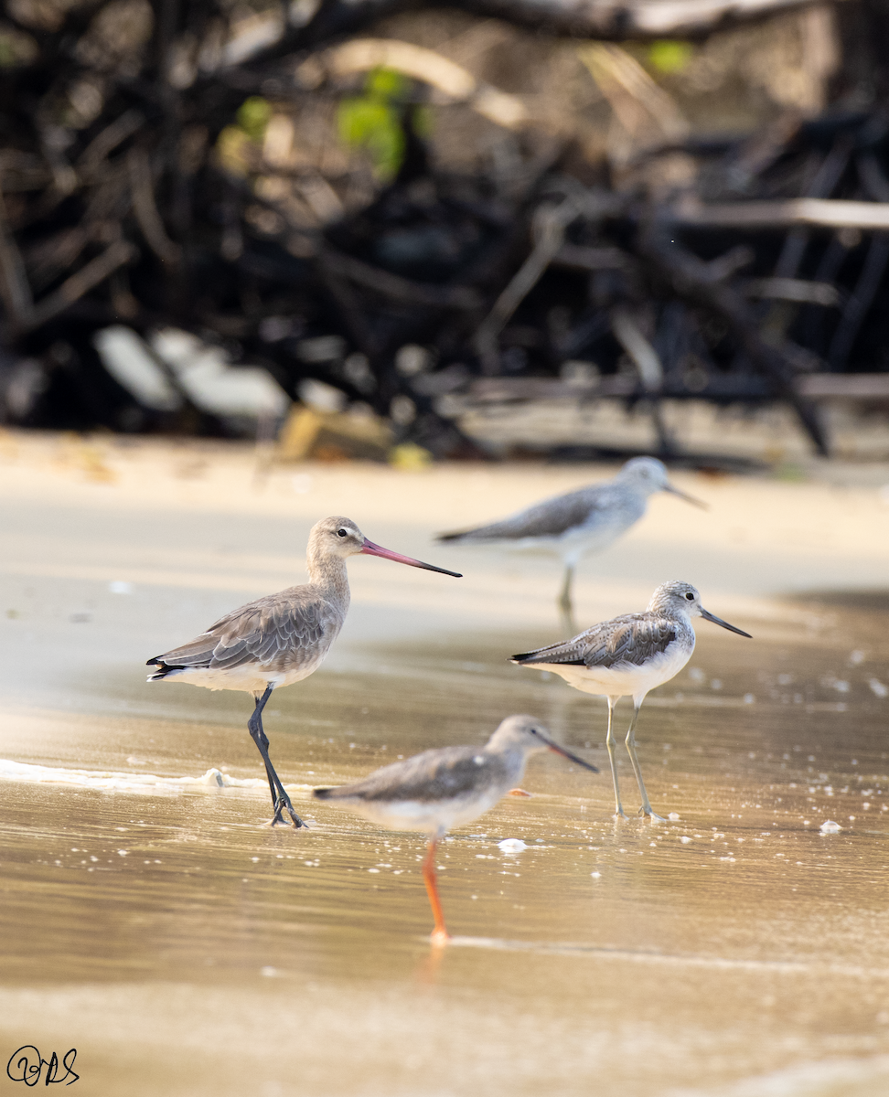 Black-tailed Godwit - ML320552761