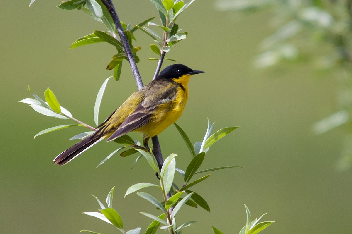 Western Yellow Wagtail (feldegg) - ML320553061