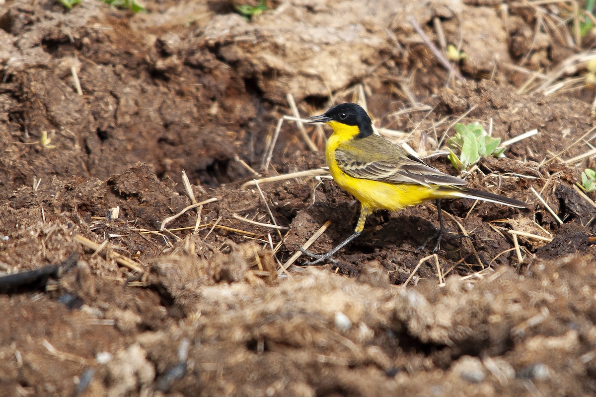 Western Yellow Wagtail (feldegg) - Miguel Rouco