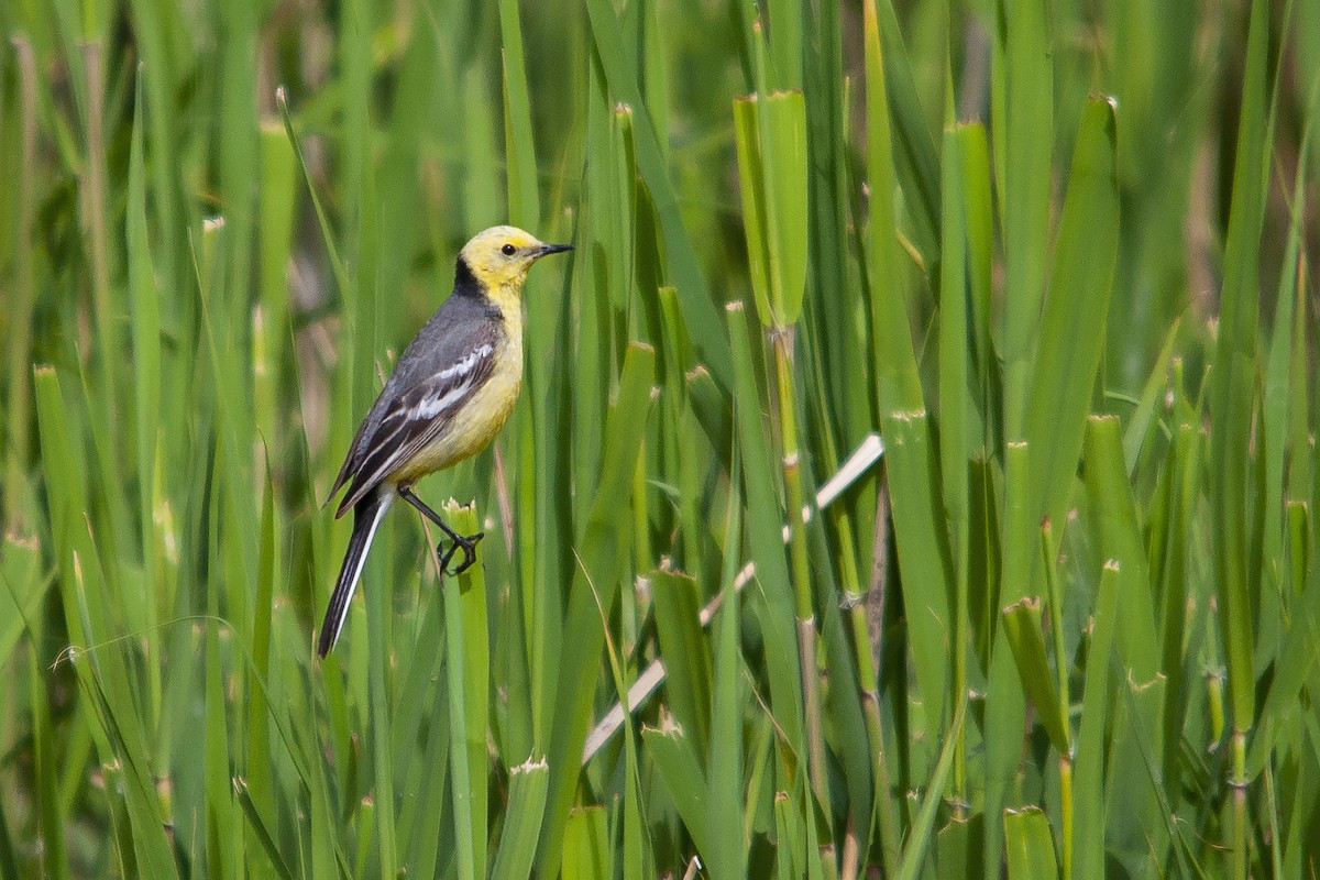 Citrine Wagtail - Miguel Rouco