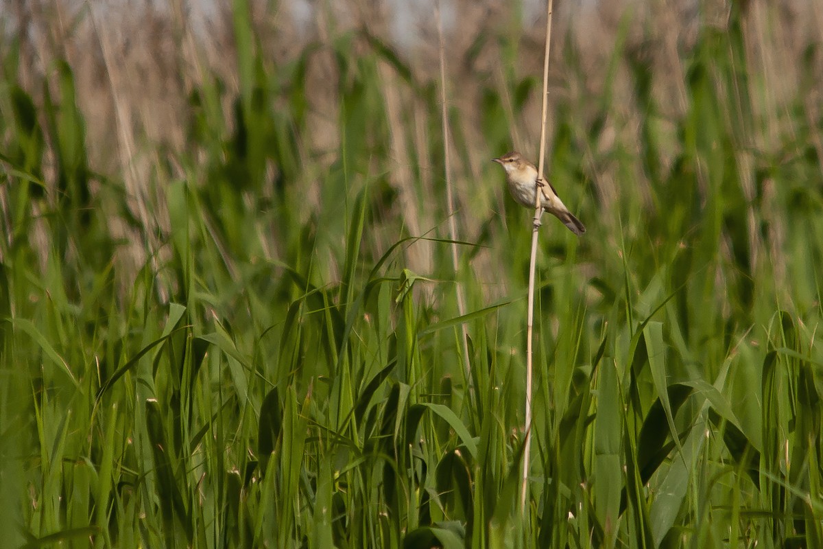 Paddyfield Warbler - ML320553161