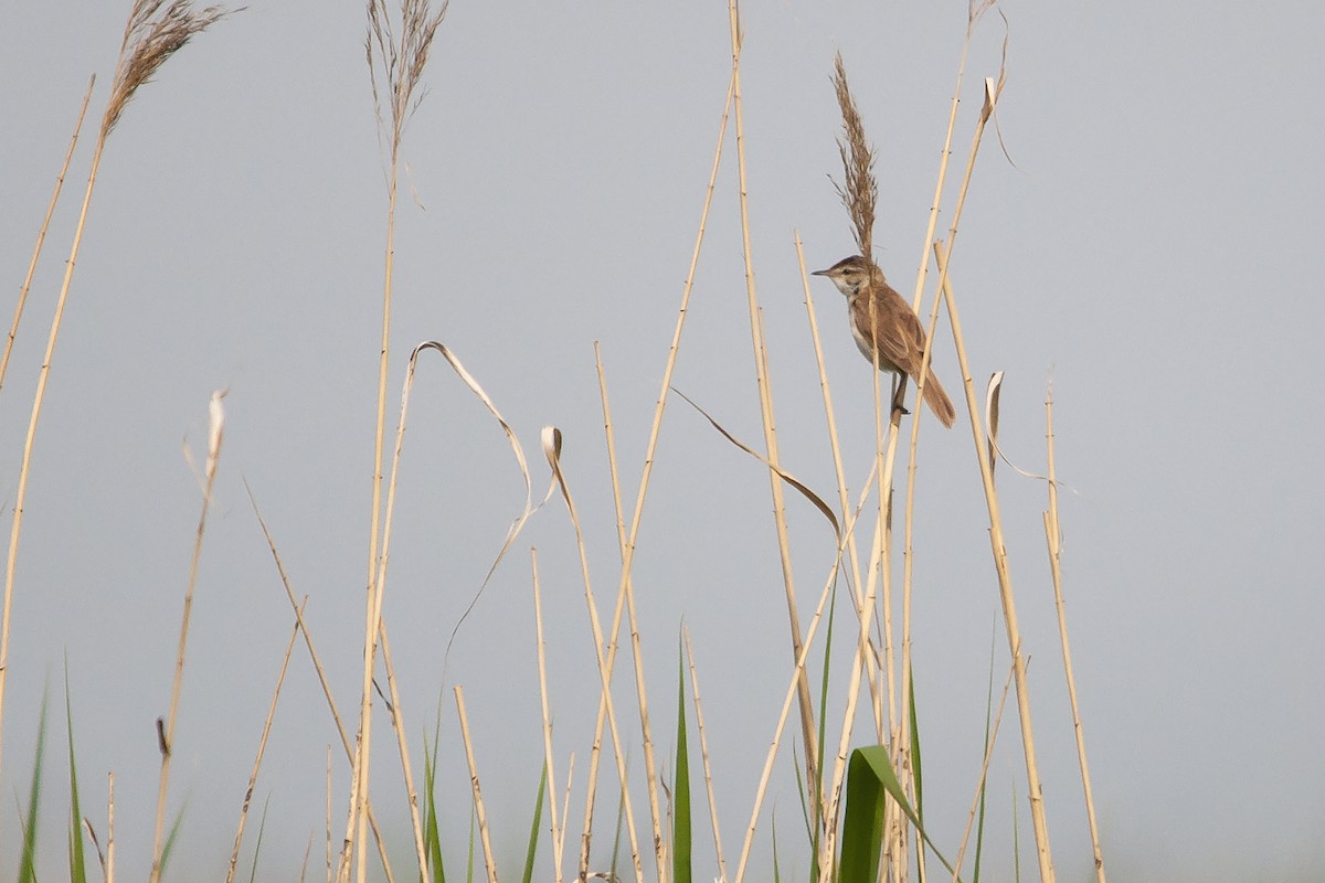 Paddyfield Warbler - ML320553181