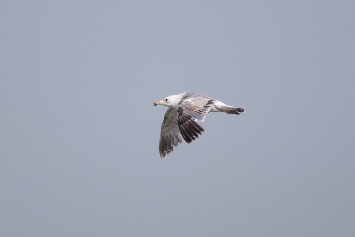 Armenian Gull - ML320553281