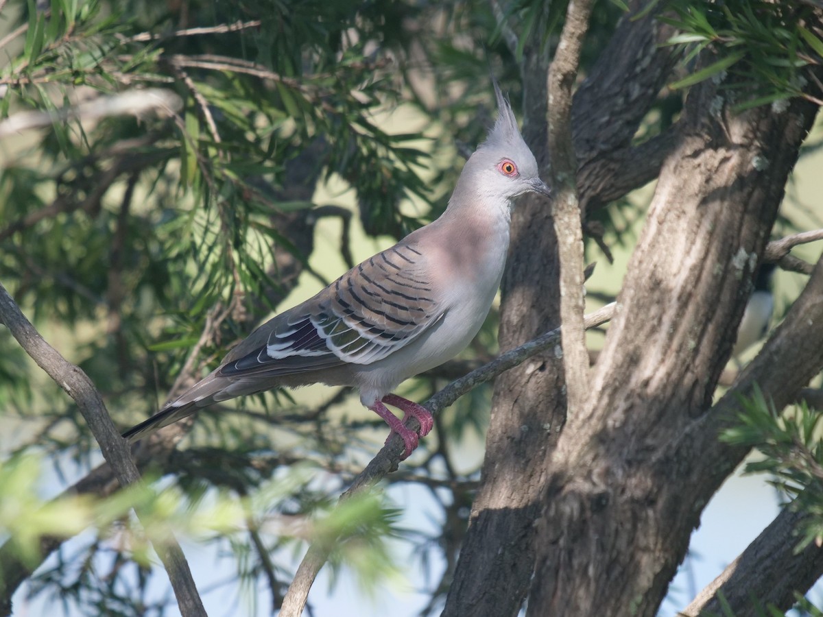Crested Pigeon - ML320553561