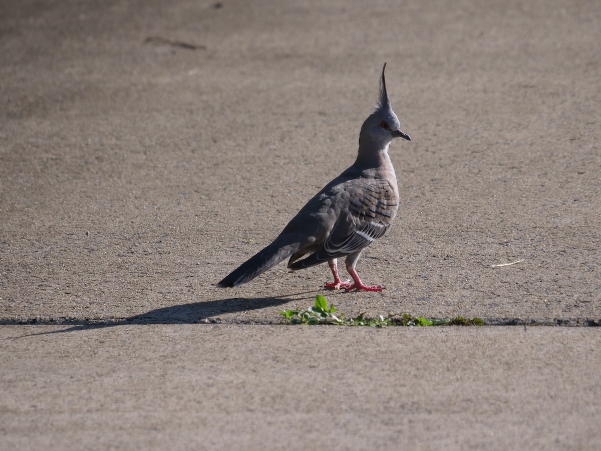 Crested Pigeon - ML320553581