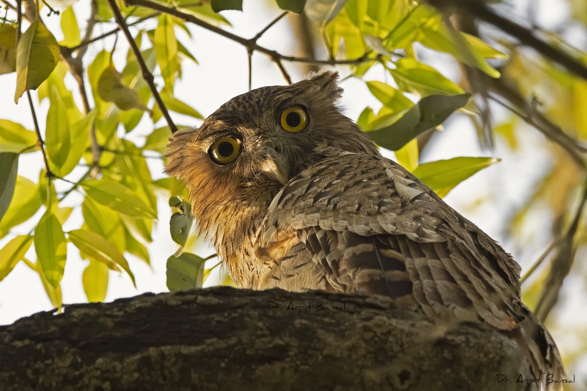 Brown Fish-Owl - Arpit Bansal