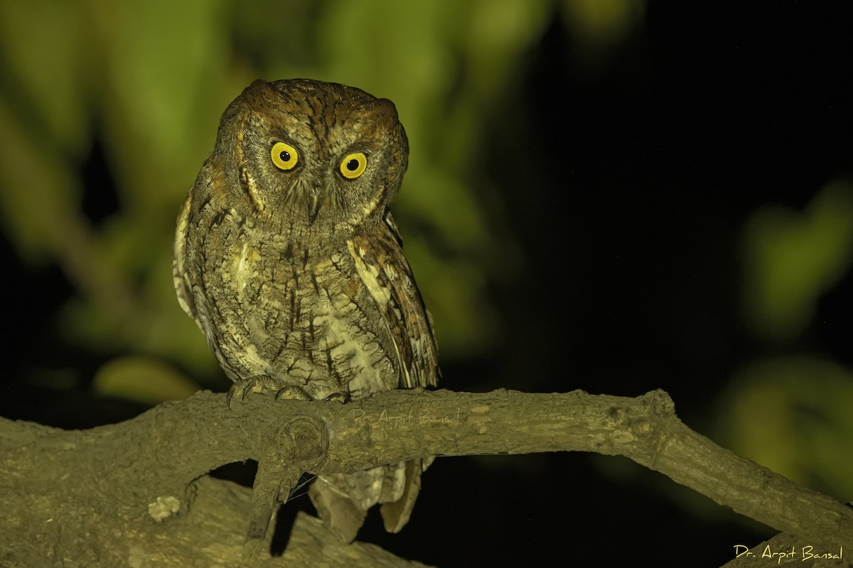 Oriental Scops-Owl - ML320554731