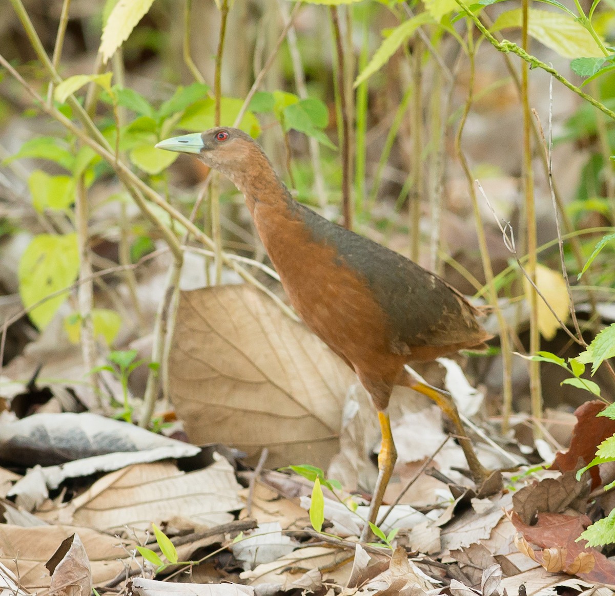 Isabelline Bush-hen - ML320554771