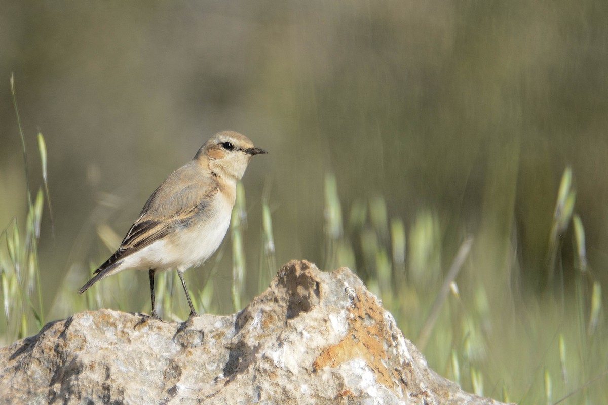 Northern Wheatear - ML320555341