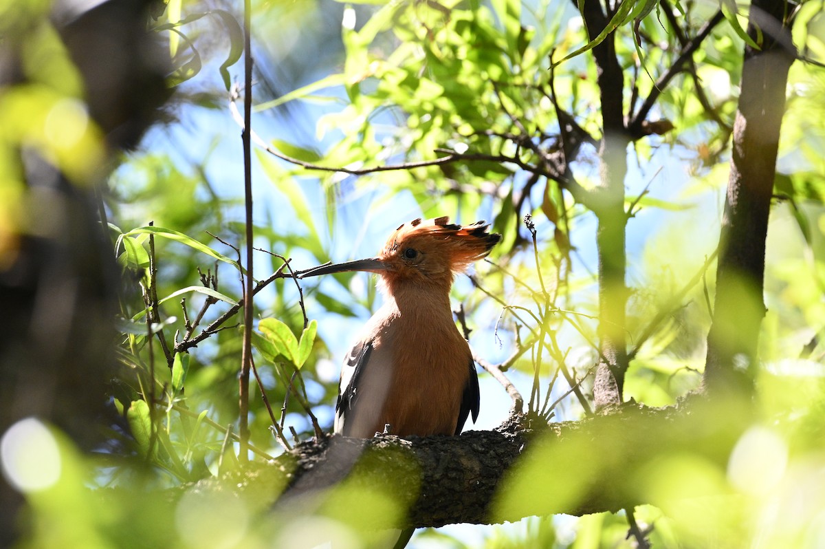 Eurasian Hoopoe - ML320555551