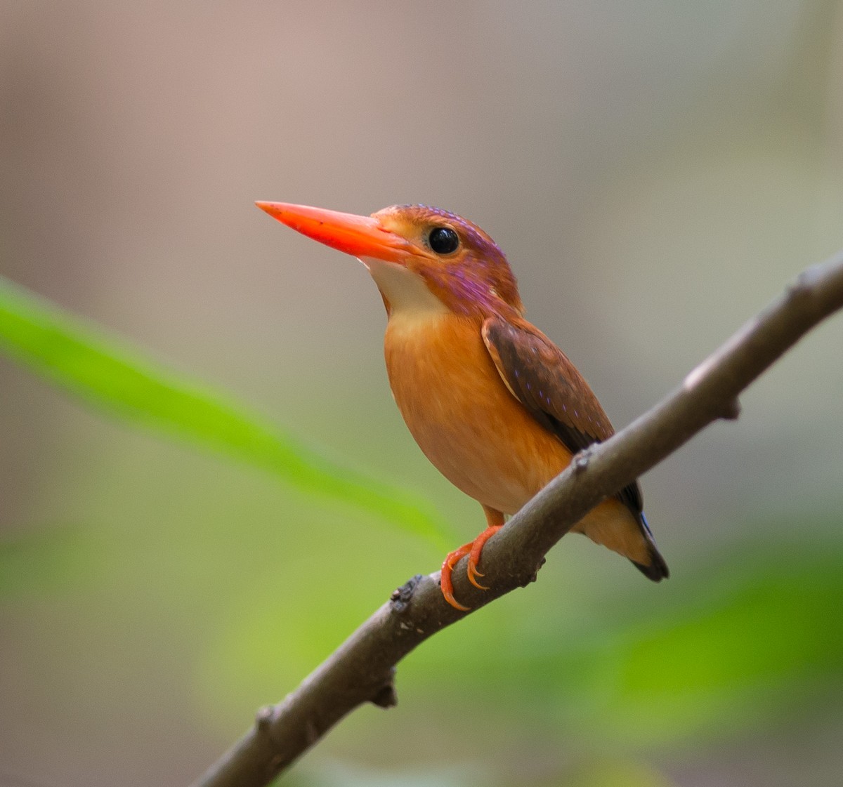 Sulawesi Dwarf-Kingfisher - ML320555731