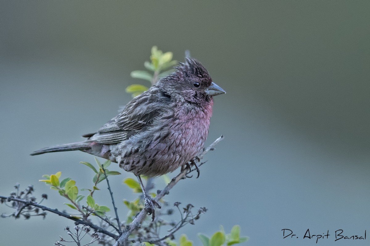 Himalayan Beautiful Rosefinch - Arpit Bansal