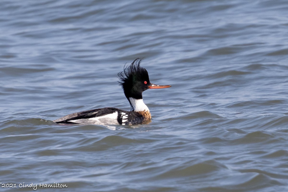 Red-breasted Merganser - ML320556101