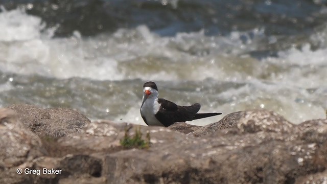 Black Skimmer - ML320556431