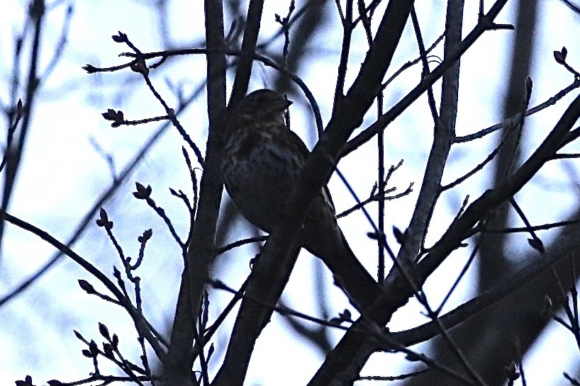 Fox Sparrow - ML320560881