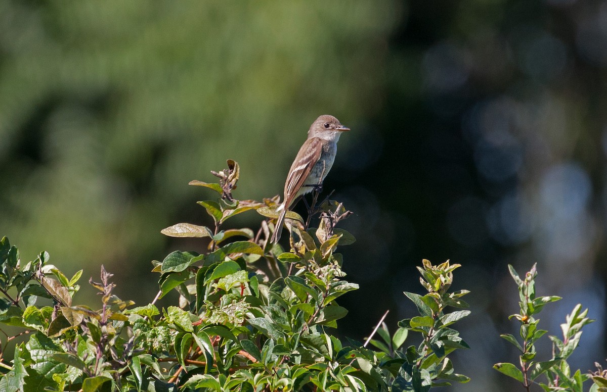 Willow Flycatcher - Matthew Skalla