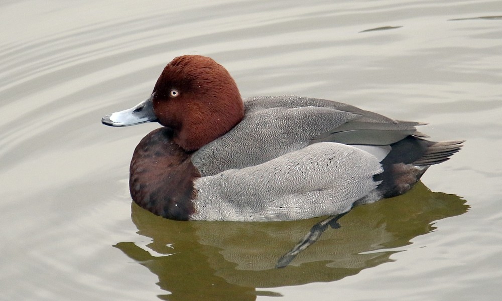 Common Pochard x Ferruginous Duck (hybrid) - Pavel Parkhaev
