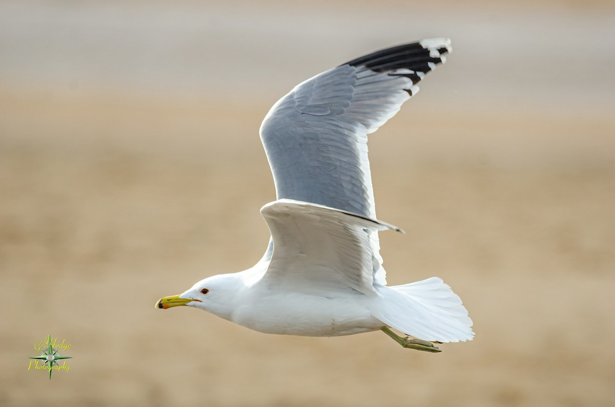 California Gull - ML320562521