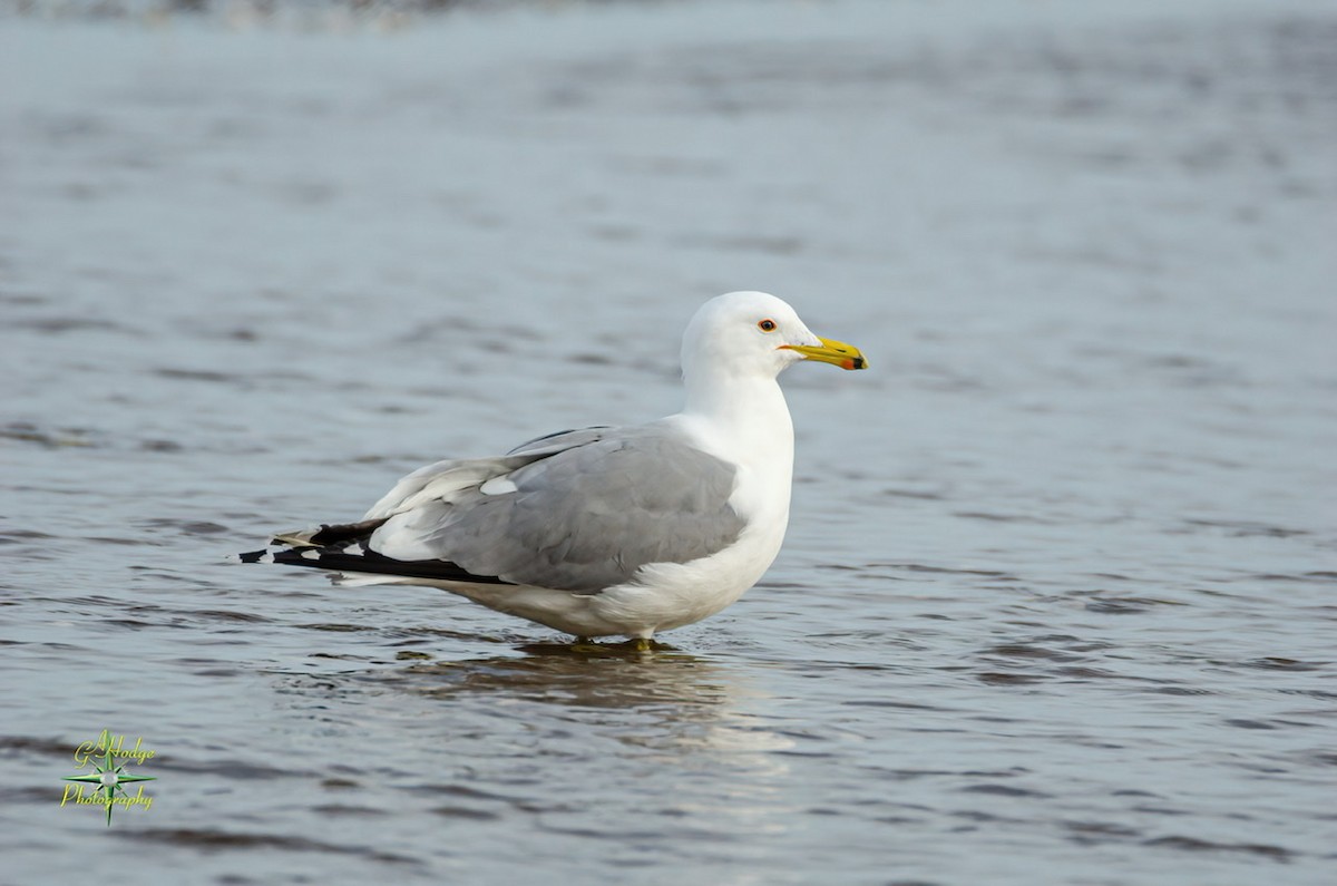 California Gull - ML320562531