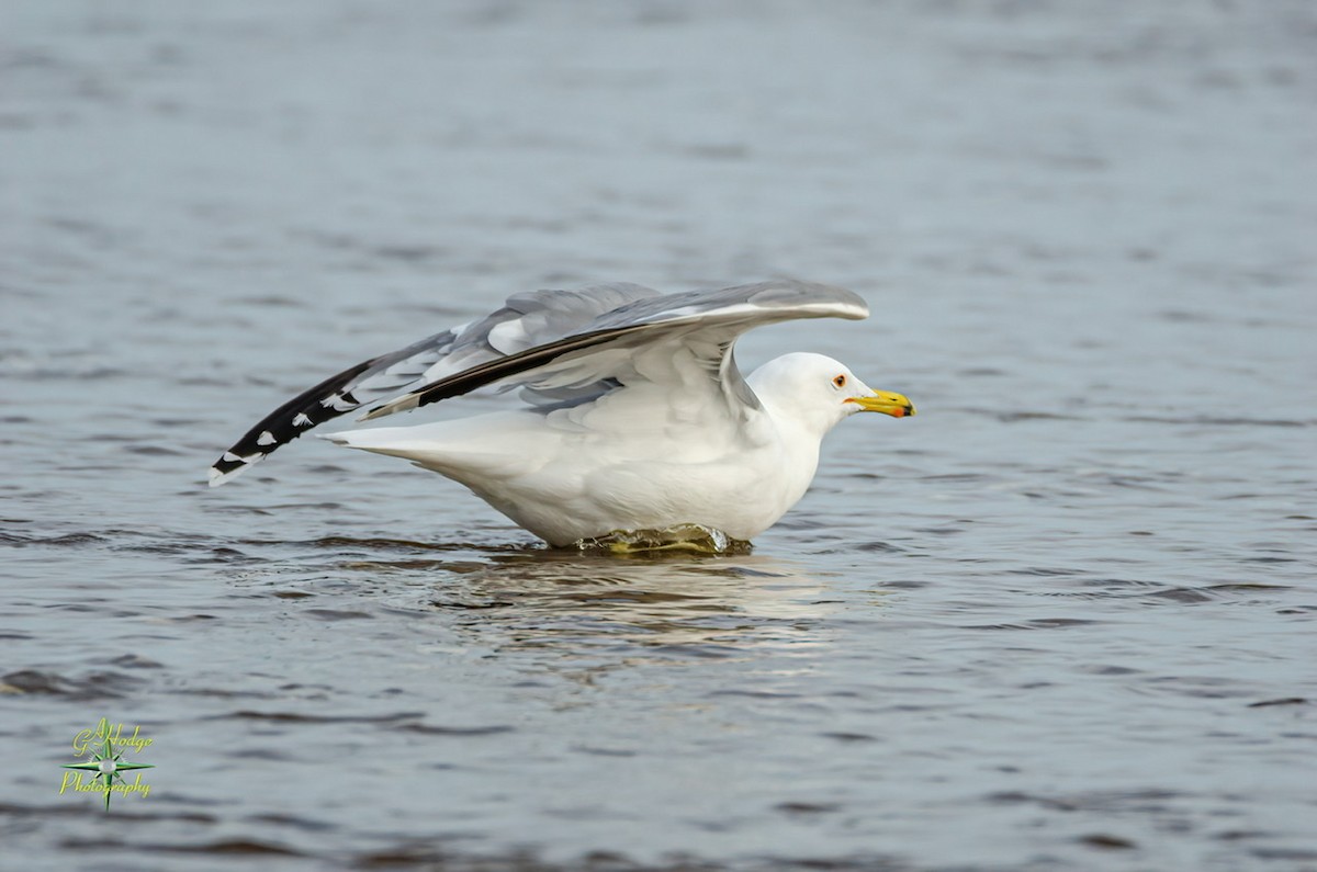 California Gull - ML320562541