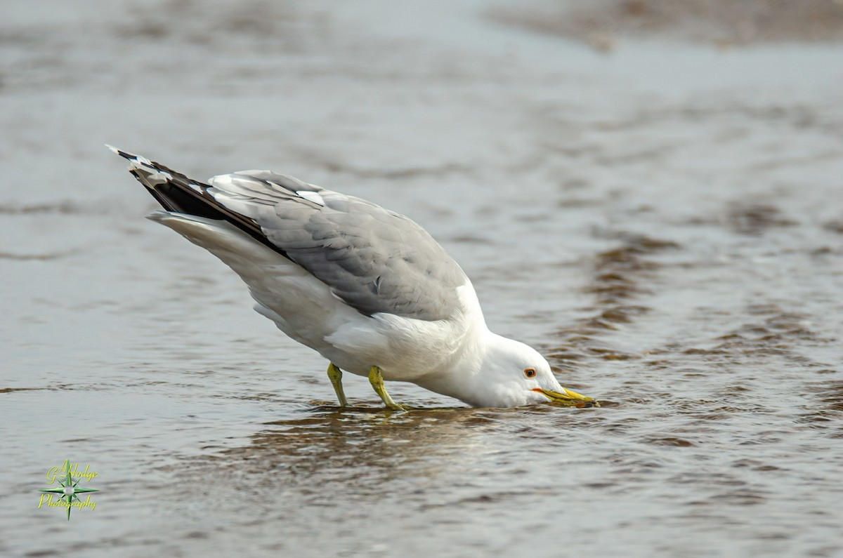 California Gull - ML320562551
