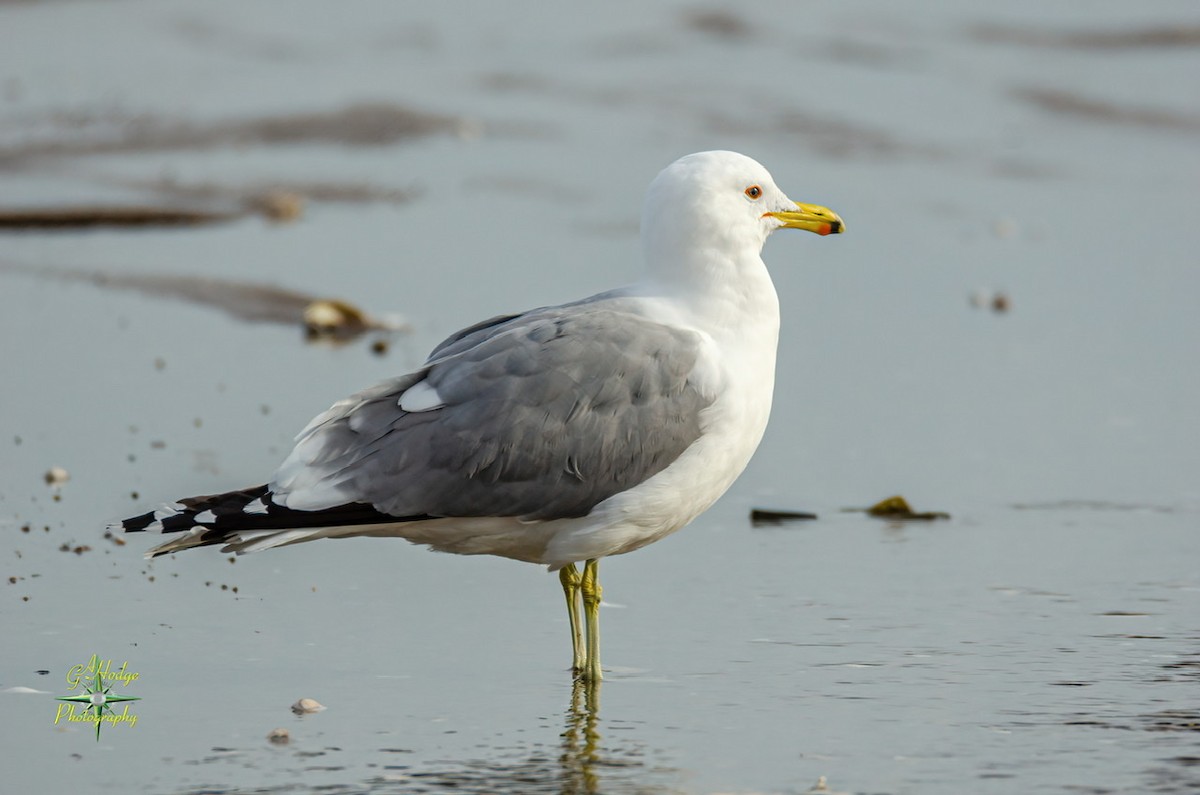 California Gull - ML320562561