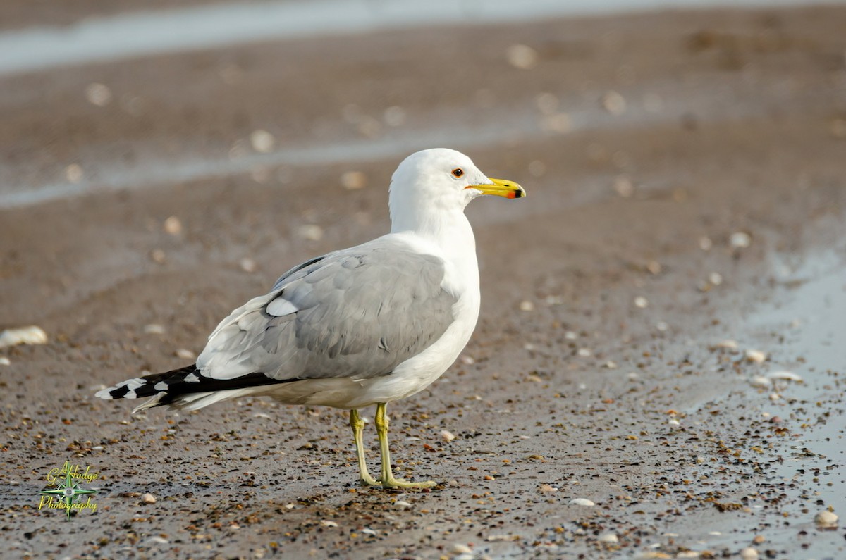 California Gull - ML320562571