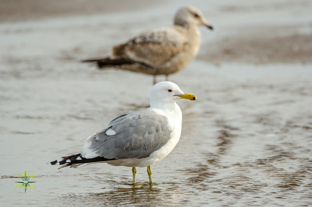 California Gull - ML320562581