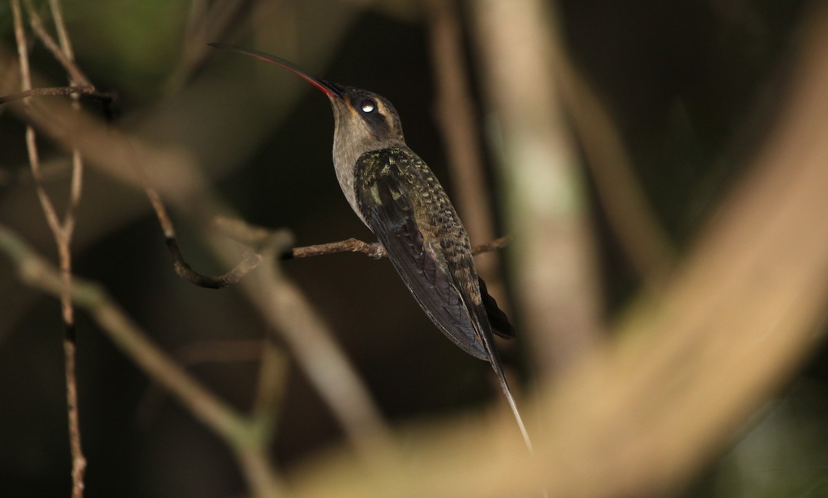 Long-tailed Hermit - ML320564701