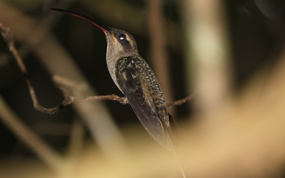 Long-tailed Hermit - ML320564711