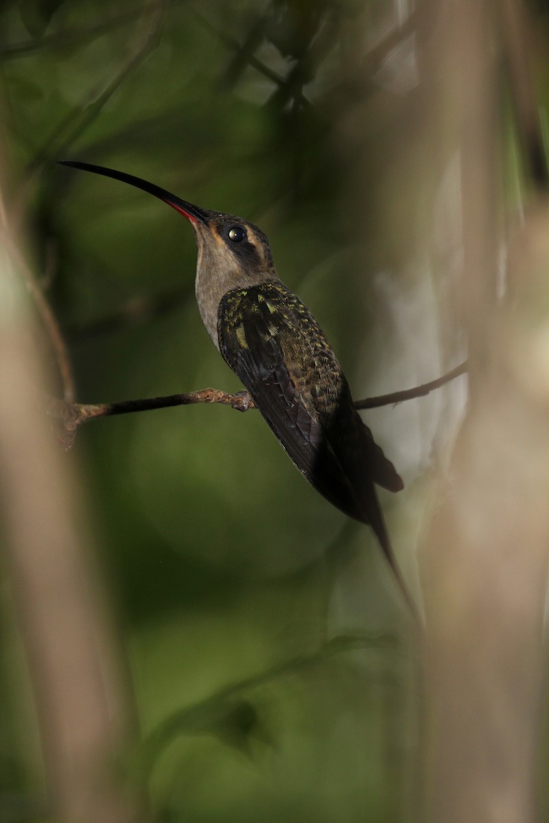Long-tailed Hermit - ML320564751
