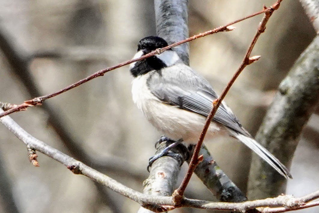 Carolina Chickadee - ML320565061