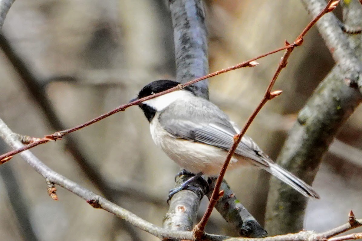 Carolina Chickadee - ML320565721
