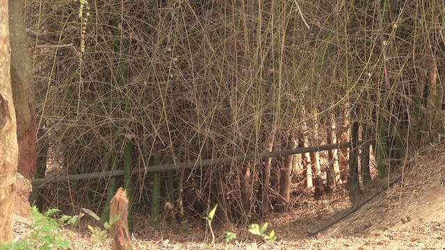 Scaly-breasted Munia - ML320566781