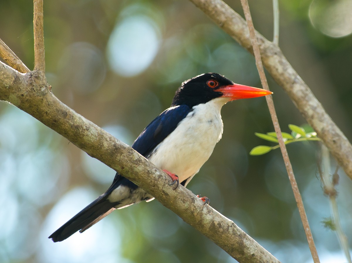 White-rumped Kingfisher - ML320566861