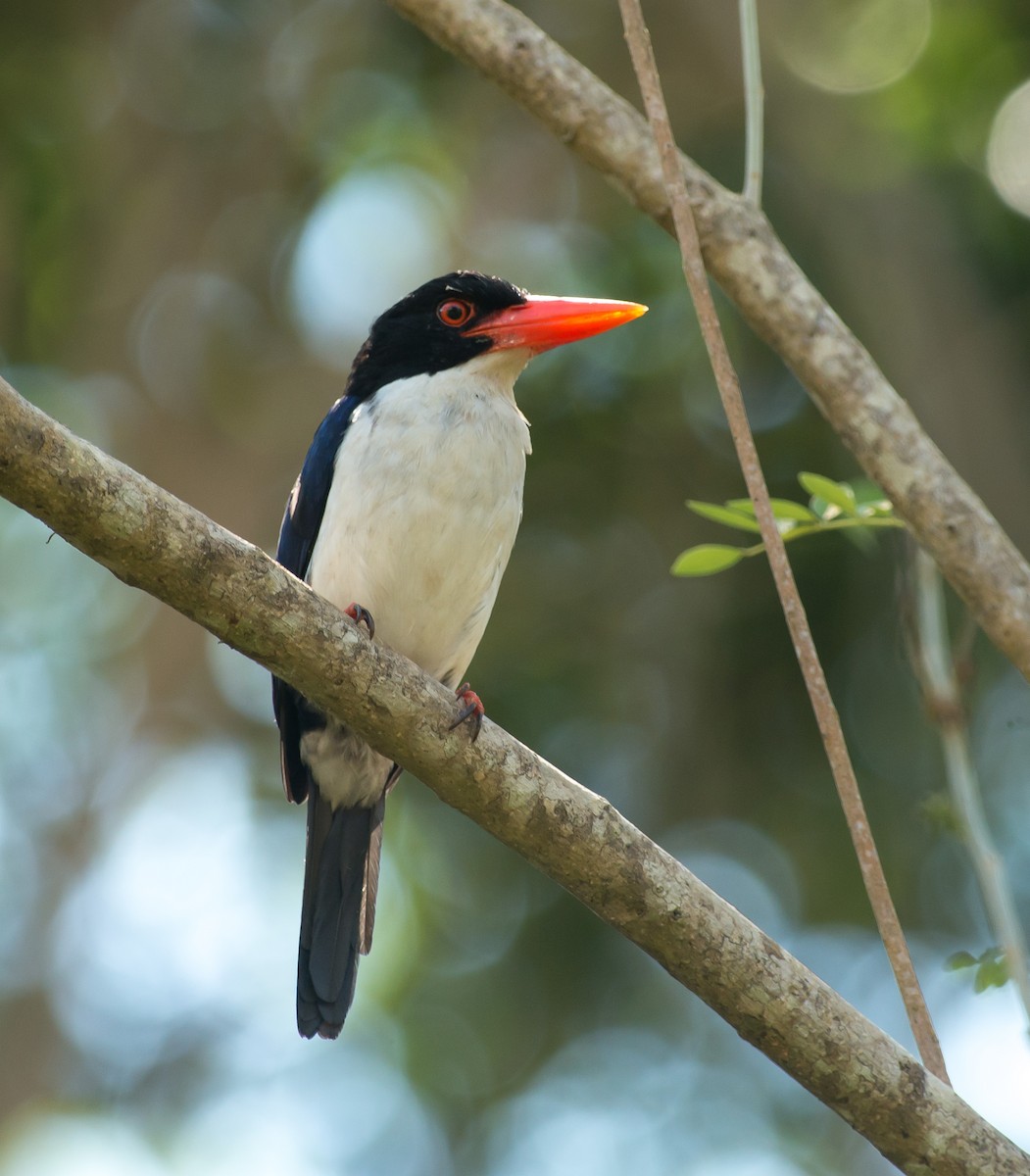 White-rumped Kingfisher - ML320566871