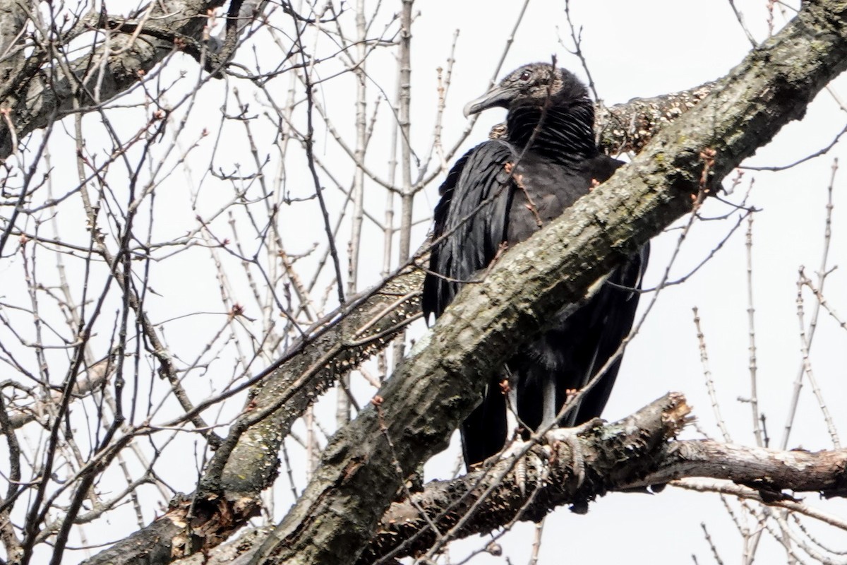 Black Vulture - ML320566901