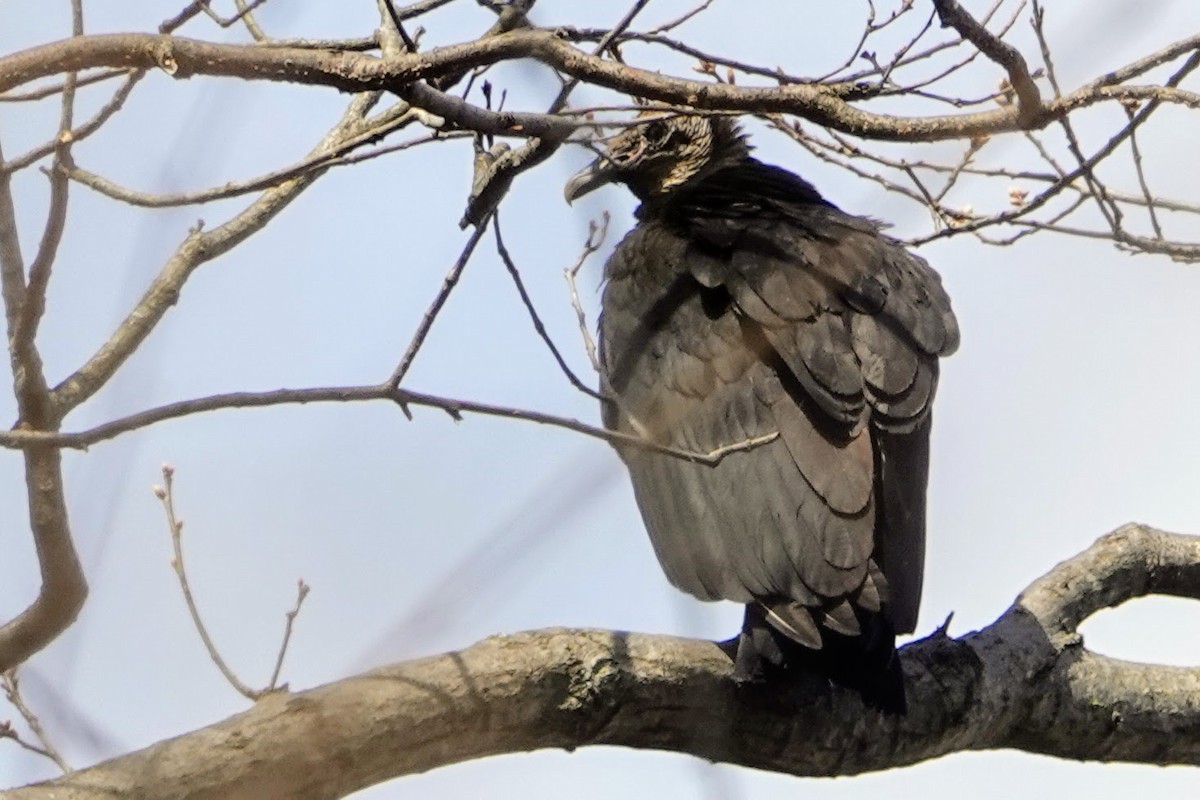 Black Vulture - ML320567311