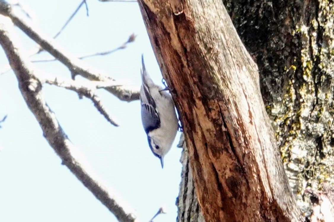 White-breasted Nuthatch - ML320568001