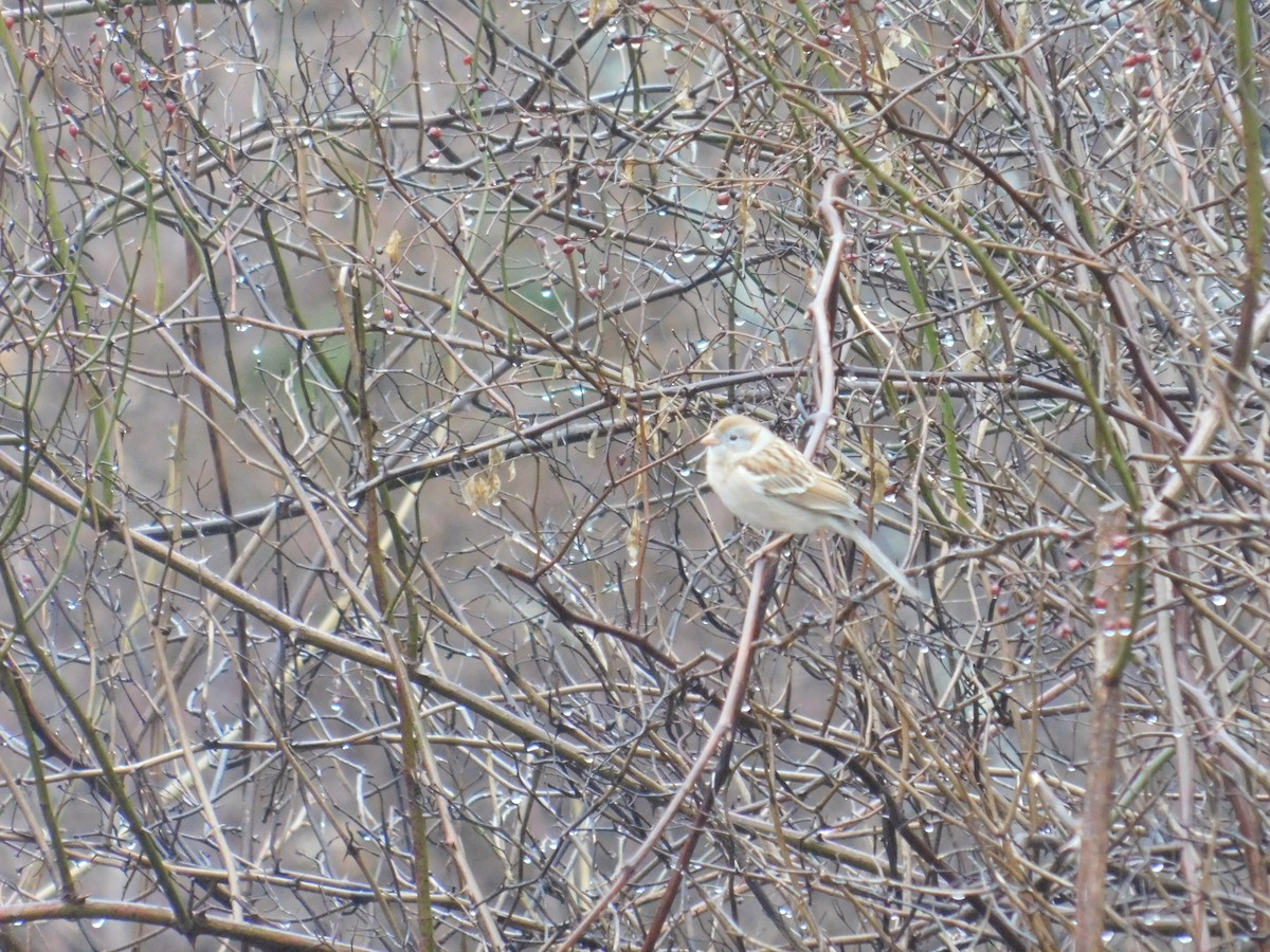 Field Sparrow - Noah Henkenius