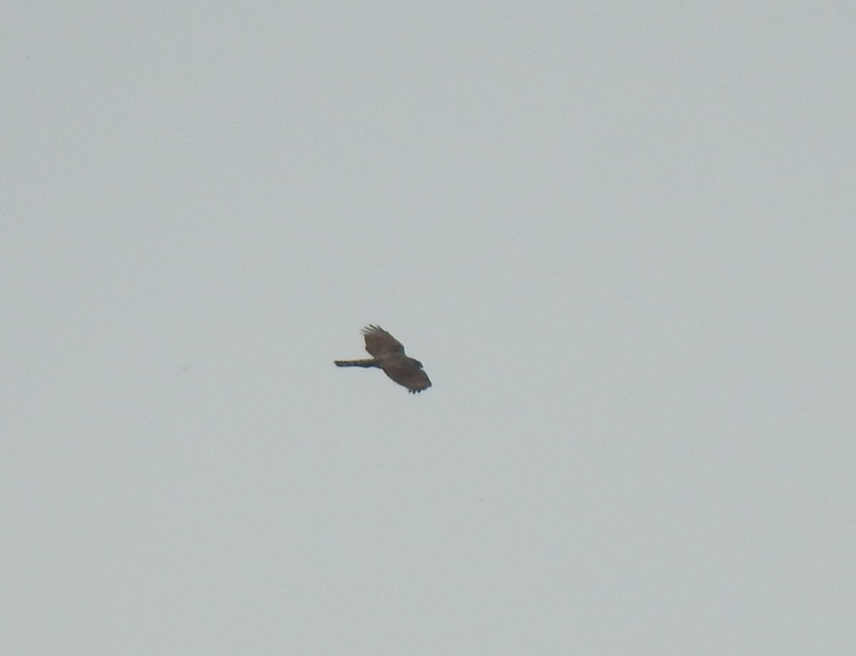 Eurasian Sparrowhawk - ML320570601