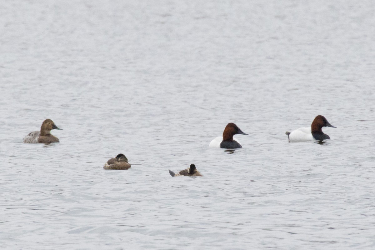 Canvasback - ML320571121