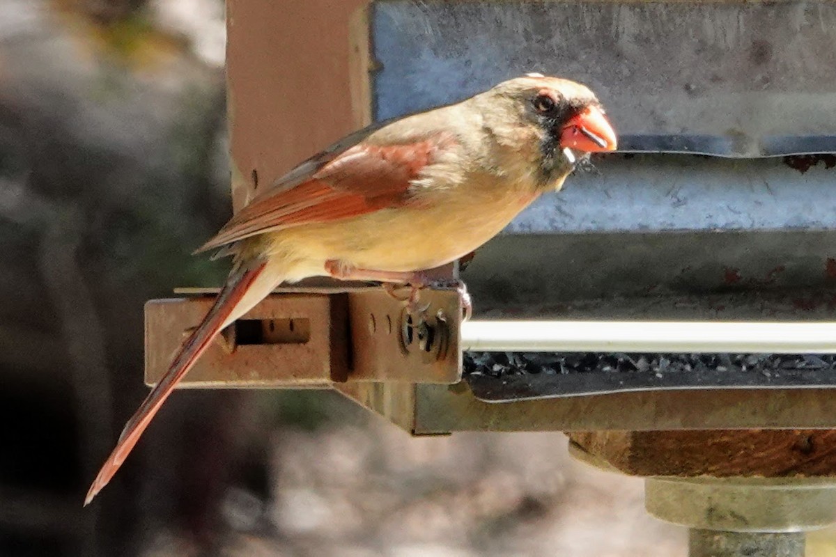 Northern Cardinal - ML320571161