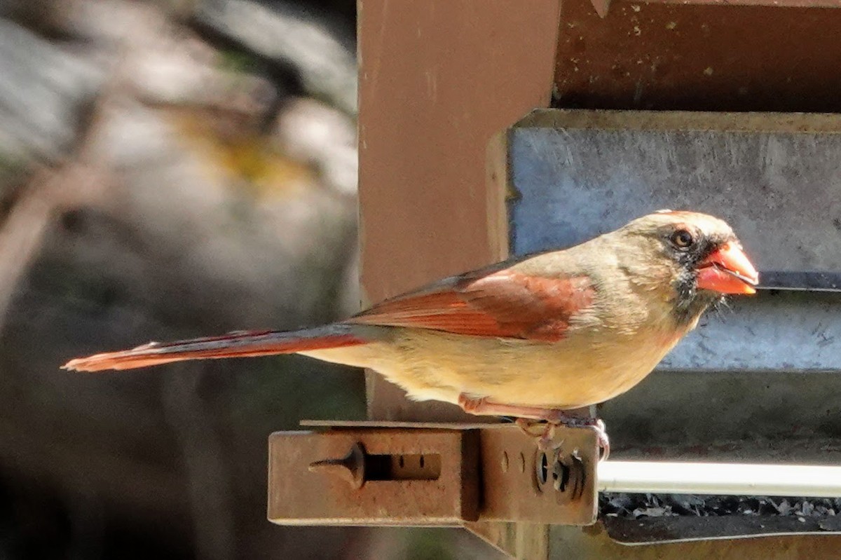 Northern Cardinal - ML320572711