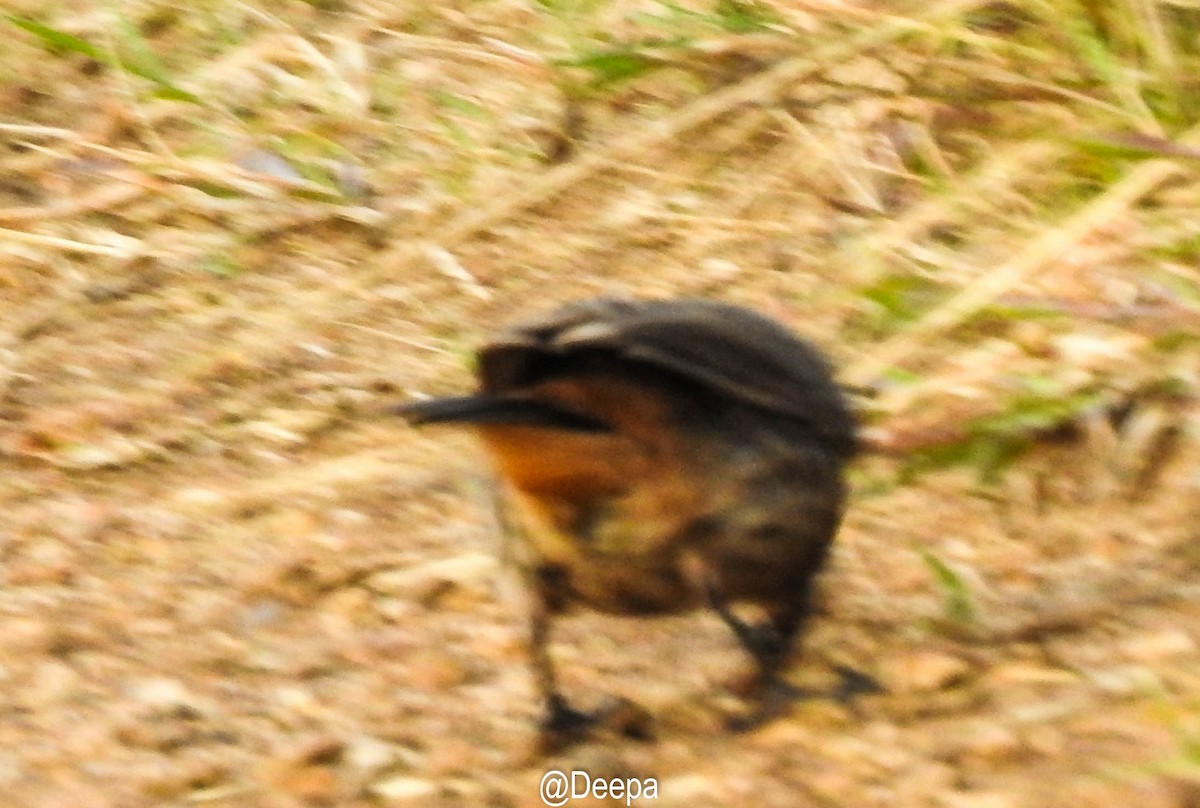 Sri Lanka Thrush - ML320573491