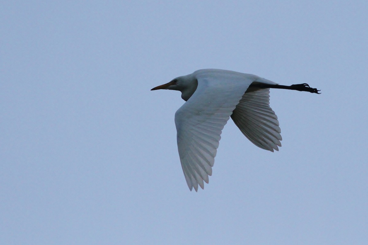 Western Cattle Egret - Alex Lamoreaux