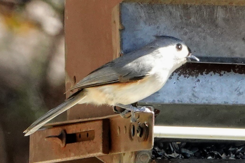 Tufted Titmouse - ML320573961