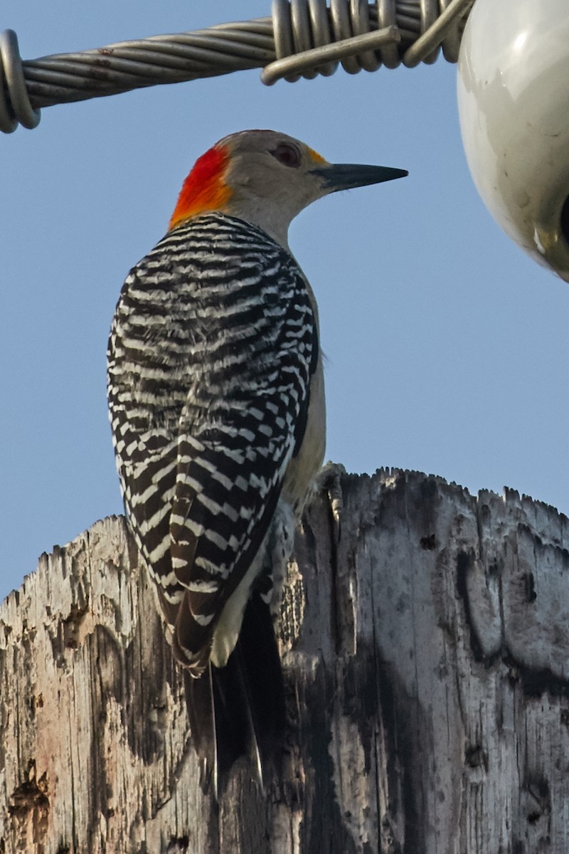 Golden-fronted Woodpecker - ML32057691