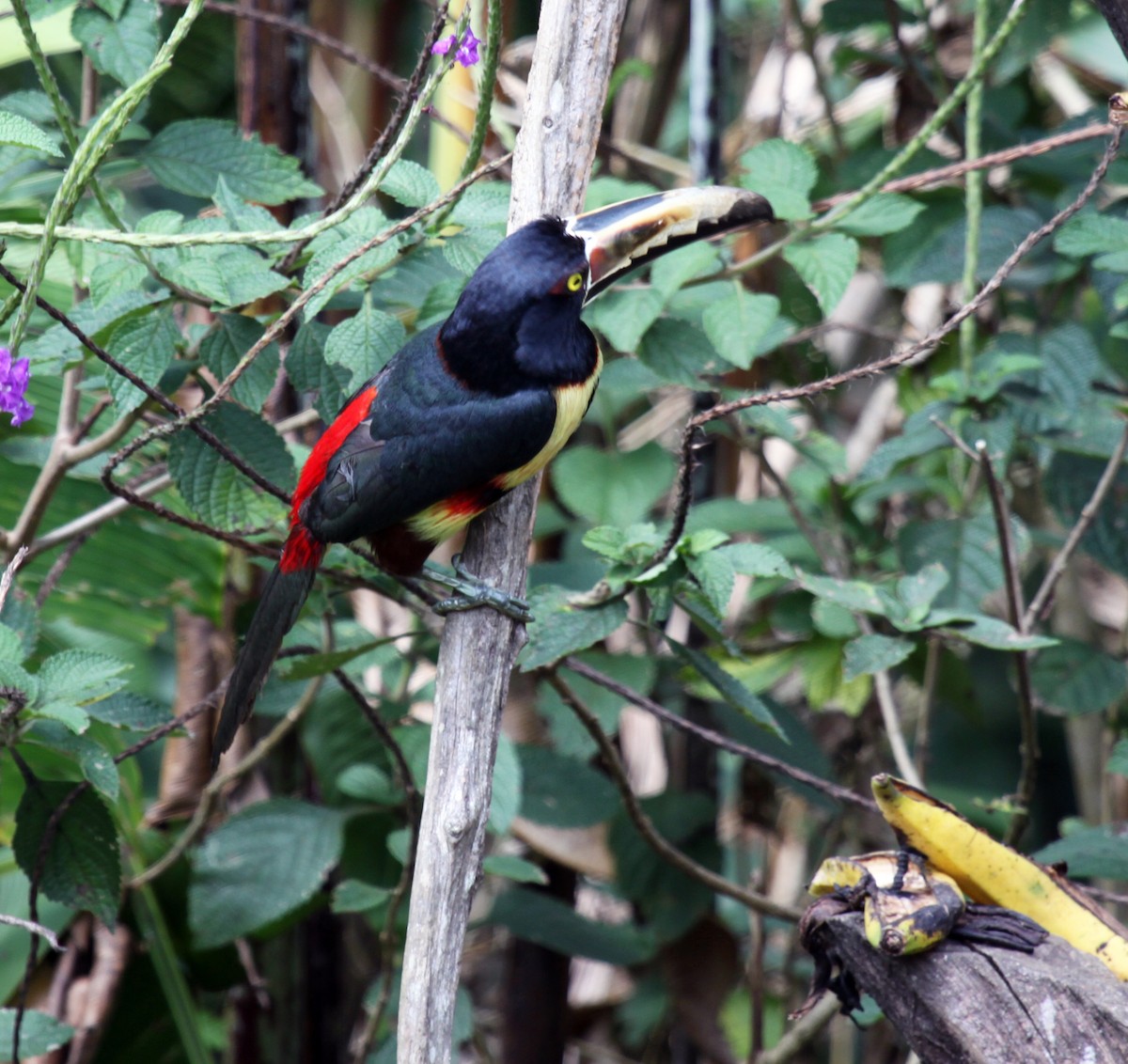 Collared Aracari - ML320576911