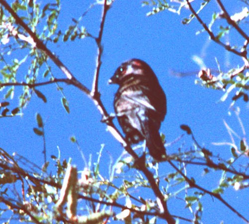 Passerin varié - ML32057791